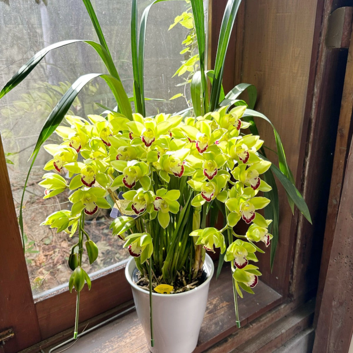 開店祝い、社長就任祝い！シンピジューム 3F グリーン – gracemarket.net