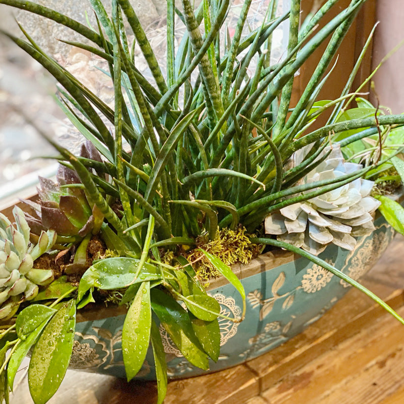 サンスベリア寄せ植え 新築祝い 開店祝いに サンスベリア・多肉植物・ホヤの寄せ植え