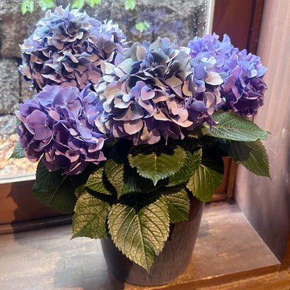 母の日ギフト！見事なアジサイ配送　秋色紫陽花ブルー　青色陶器鉢