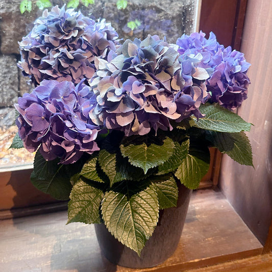 母の日ギフト！見事なアジサイ配送　秋色紫陽花ブルー　青色陶器鉢