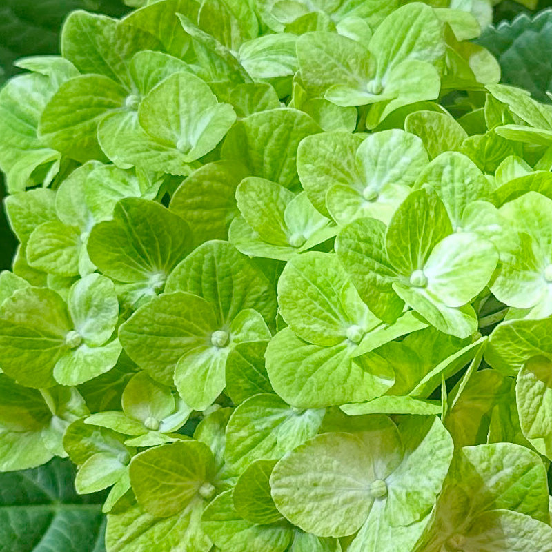 母の日　あじさいギフト　紫陽花【花鉢ギフト】グリーンラテ　5寸鉢