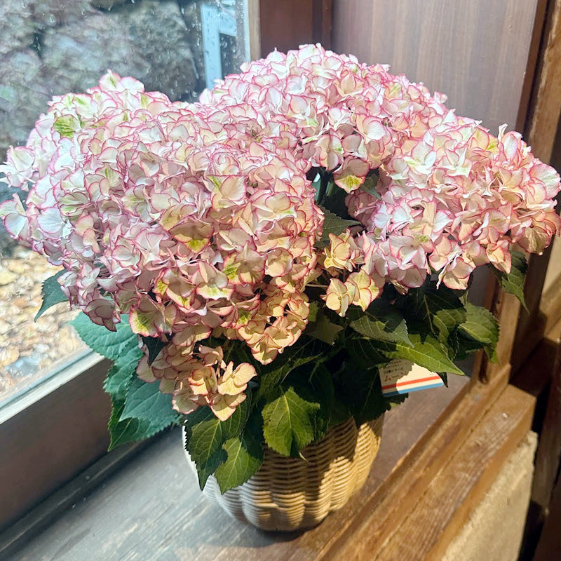 母の日ギフト　見事な紫陽花　ムーン5寸鉢　カゴ入り
