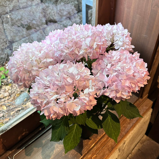 母の日アジサイギフト　見事な紫陽花　未来