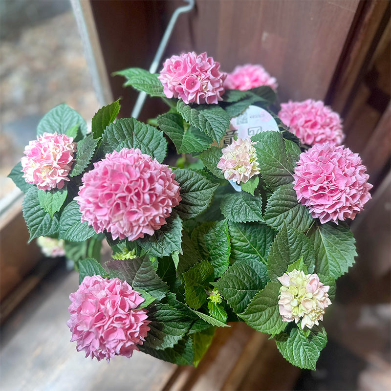母の日　あじさいギフト　紫陽花【花鉢ギフト】茜曇　5寸鉢