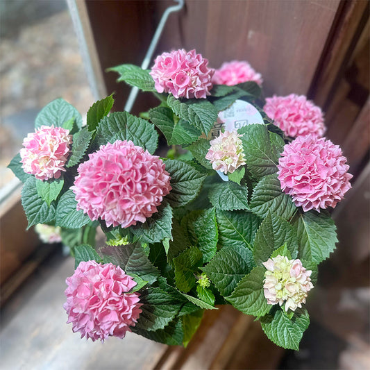 母の日　あじさいギフト　紫陽花【花鉢ギフト】茜曇　5寸鉢