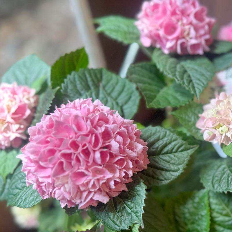母の日　あじさいギフト　紫陽花【花鉢ギフト】茜曇　5寸鉢