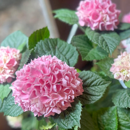 母の日　あじさいギフト　紫陽花【花鉢ギフト】茜曇　5寸鉢