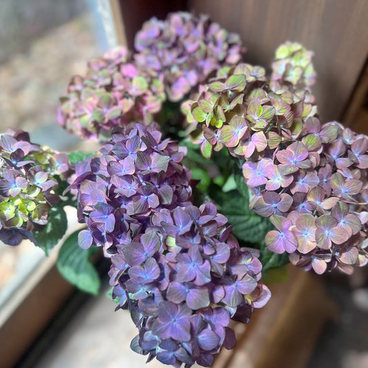 母の日　古希祝い　あじさいギフト　紫陽花【花鉢ギフト】マジカルチョコレート　五寸鉢