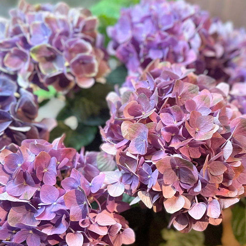 紫陽花ギフト　配送