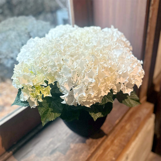 母の日！見事な紫陽花　ホワイトシーサイドウェーブ　黒色陶器鉢