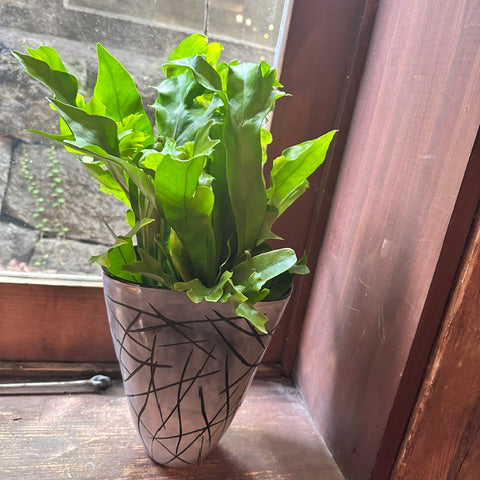 シダ植物　お祝い
