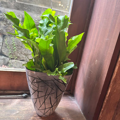シダ植物　お祝い