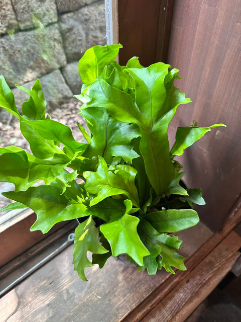 シダ植物　プレゼント