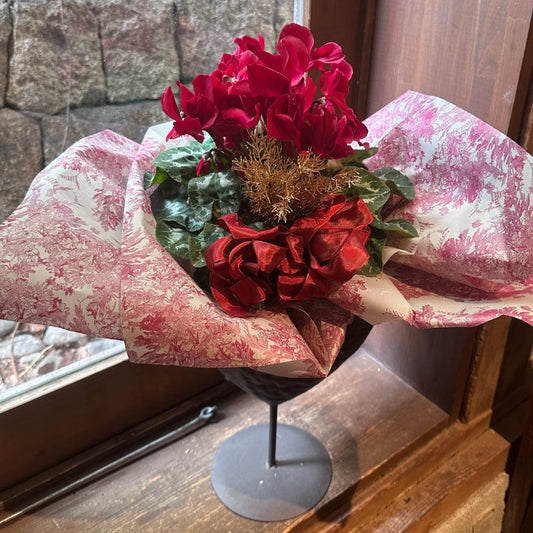 クリスマスプレゼント！シクラメン　マカロンショコラ　５寸　アイアンハート鉢カバー