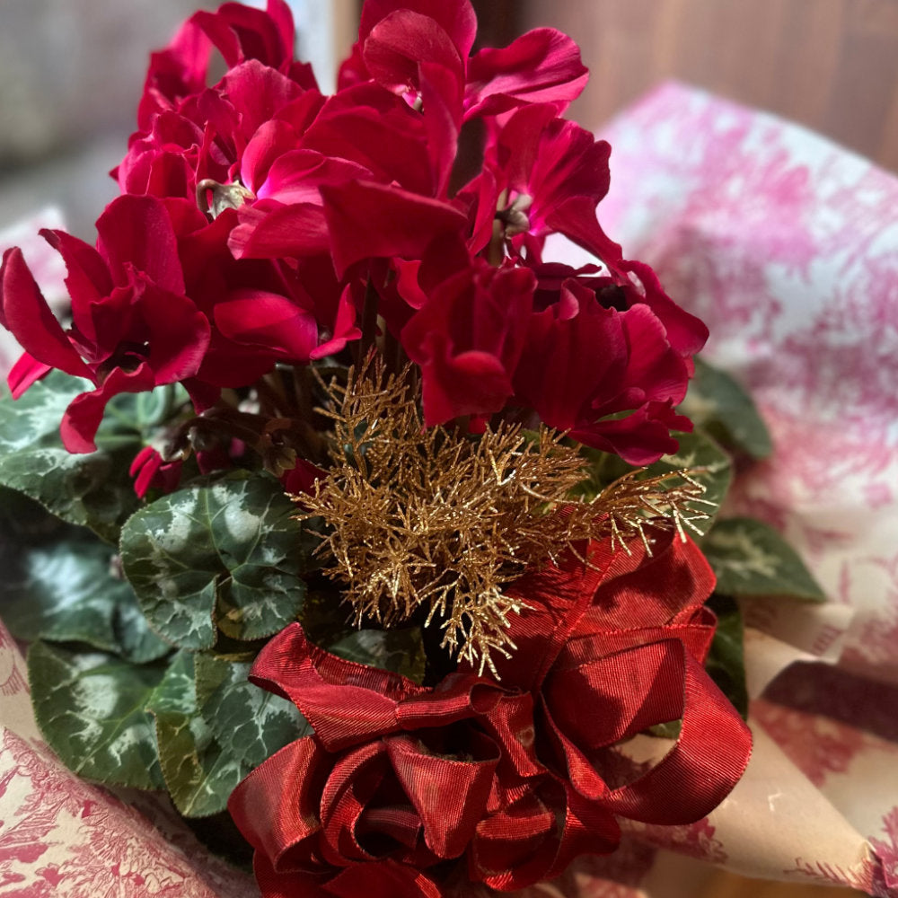 クリスマスプレゼント！シクラメン　マカロンショコラ　５寸　アイアンハート鉢カバー