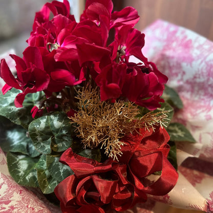 クリスマスプレゼント！シクラメン　マカロンショコラ　５寸　アイアンハート鉢カバー