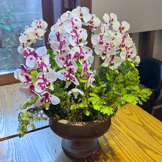 開店祝いや移転祝いに！パンダのような胡蝶蘭とシダの寄せ植え