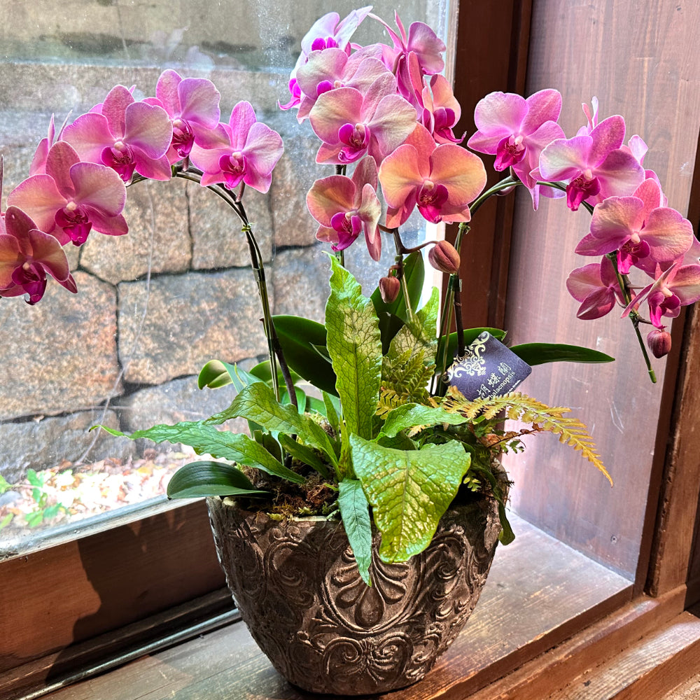 法人祝い インテリアグリーン　胡蝶蘭ピンクとシダの寄せ植え