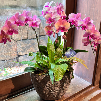 法人祝い インテリアグリーン　胡蝶蘭ピンクとシダの寄せ植え