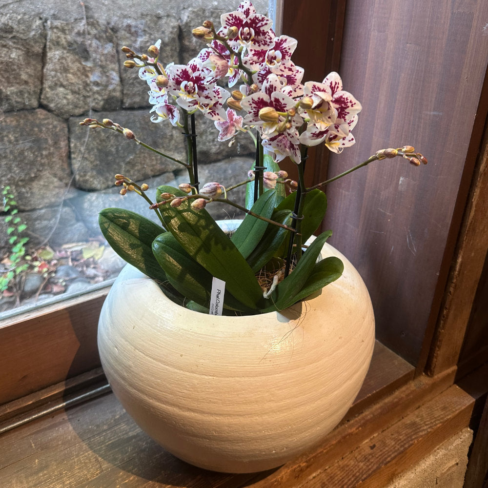 お正月　お年賀　お歳暮　胡蝶蘭　コロンボ　3本たち　陶器鉢カバー