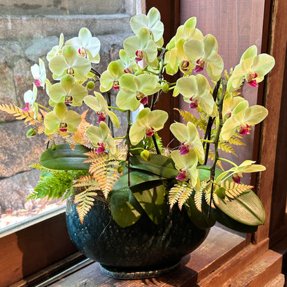父の日インテリアグリーン！胡蝶蘭ザルツマンとシダの寄せ植え