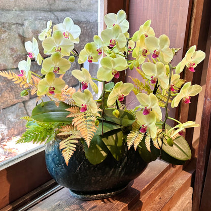 父の日インテリアグリーン！胡蝶蘭ザルツマンとシダの寄せ植え