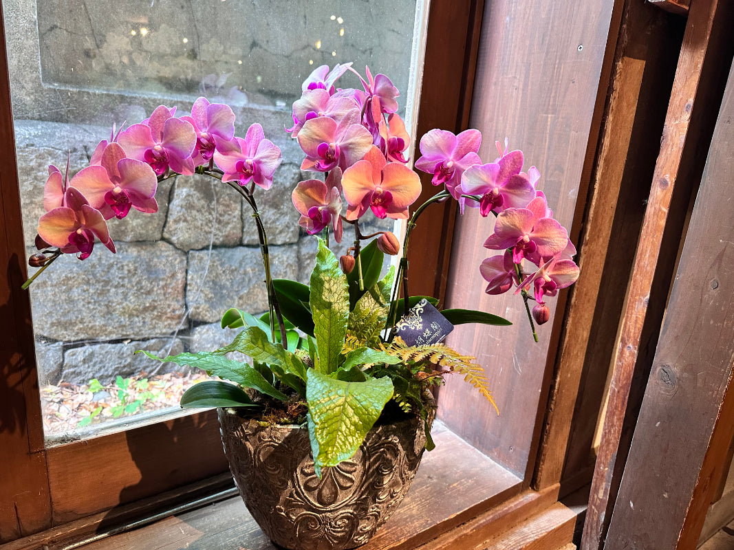 法人祝い インテリアグリーン　胡蝶蘭ピンクとシダの寄せ植え