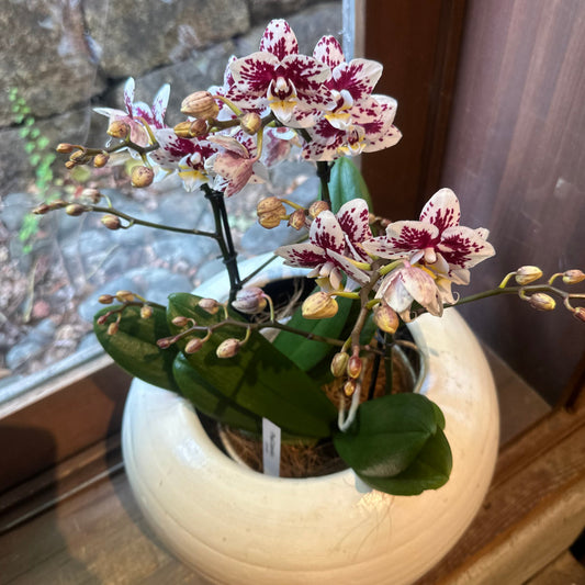 お正月　お年賀　お歳暮　胡蝶蘭　コロンボ　3本たち　陶器鉢カバー