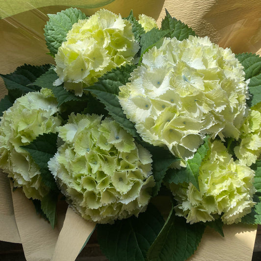 母の日にお勧めの紫陽花　レモンキッス