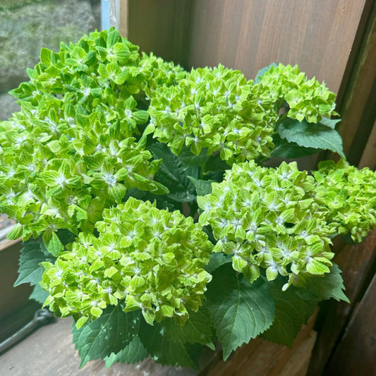 母の日にお勧めの紫陽花　マジカルラプソディー