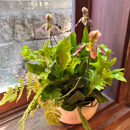 父の日 夏ギフト！パフィオ蘭とシダの寄せ植え