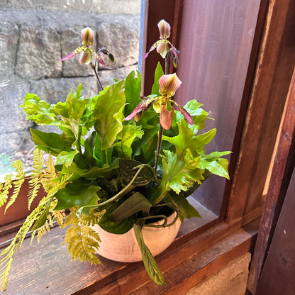 父の日 夏ギフト！パフィオ蘭とシダの寄せ植え