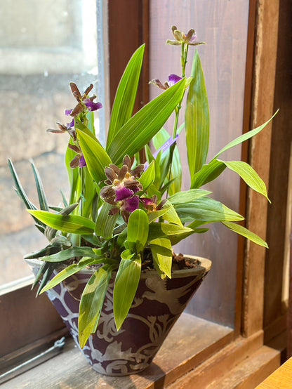 古稀祝い、開店お祝い！紫色の洋蘭ジゴベタとサンスベリアの寄せ植え（紫陶器鉢）