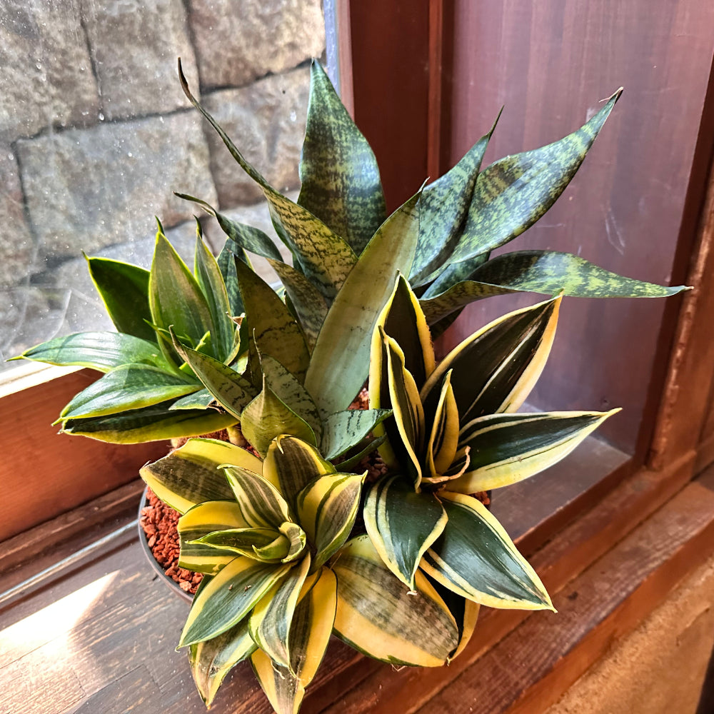 インテリアグリーン　サンスベリア5種寄せ植え