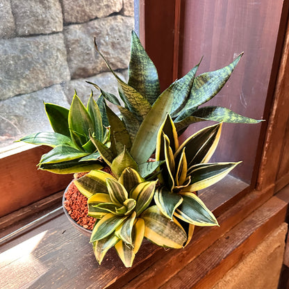 インテリアグリーン　サンスベリア5種寄せ植え
