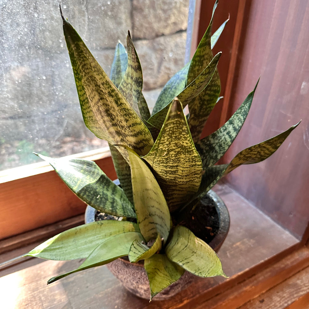 インテリアグリーン　サンスベリア寄せ植え