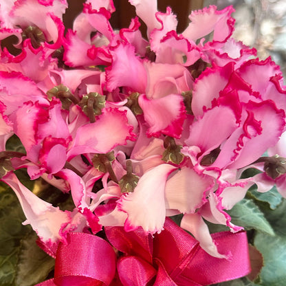 クリスマスプレゼント！シクラメン　ビクトリアピンク　5寸　カゴ入り