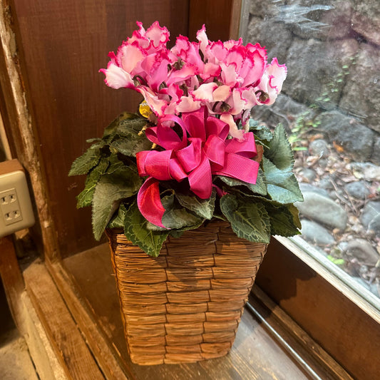 クリスマスプレゼント！シクラメン　ビクトリアピンク　5寸　カゴ入り