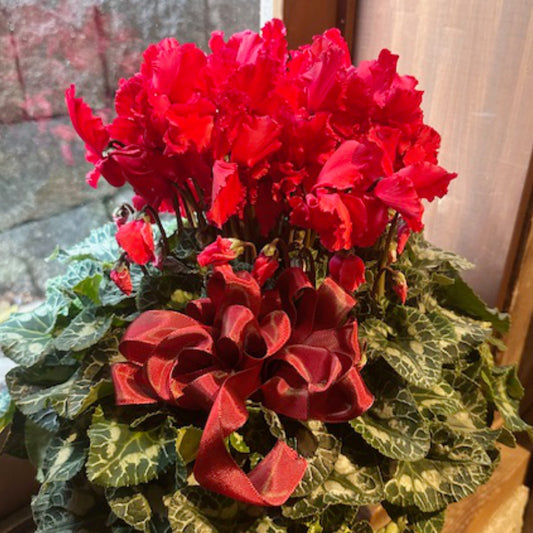 豪華なシクラメン　赤　カーリーブライトスカーレット　7寸