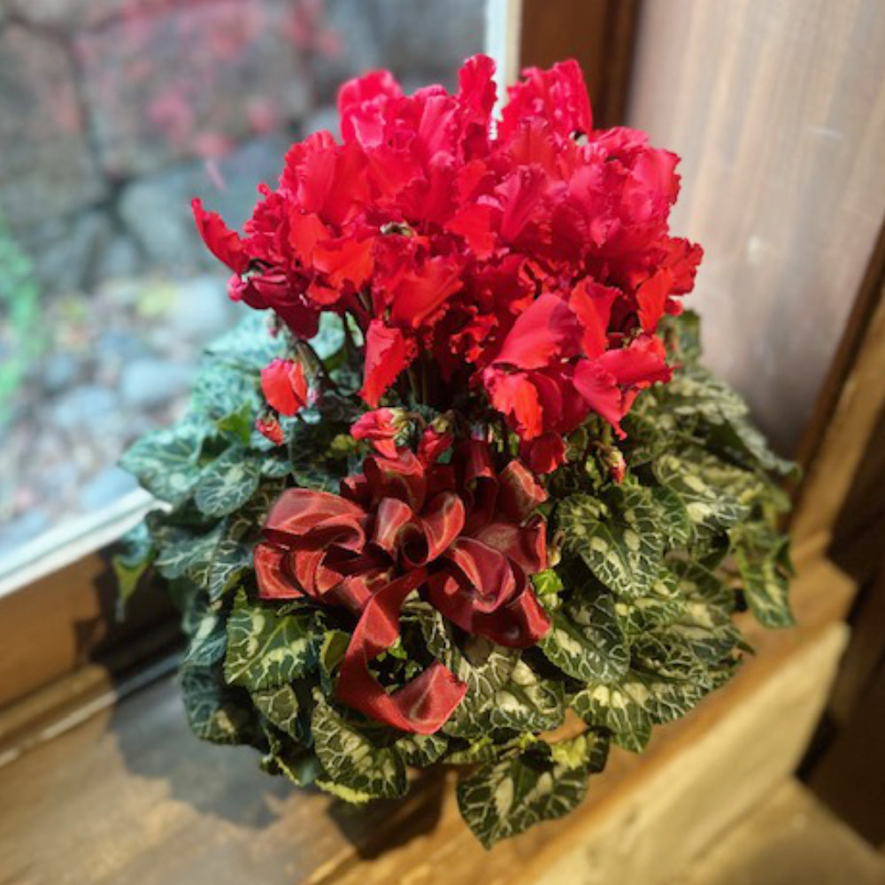 豪華なシクラメン　赤　カーリーブライトスカーレット　7寸