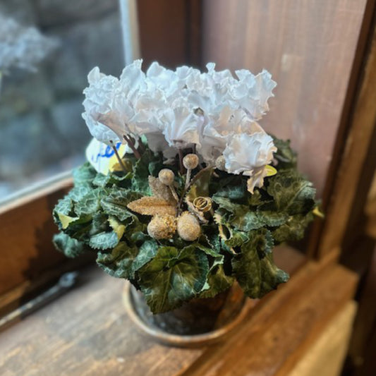 クリスマスプレゼントに！シクラメンフリル5寸鉢　陶器鉢付き