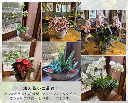 新築祝い　開店祝いに!胡蝶蘭パープルと多肉植物の寄せ植え　パープル鉢