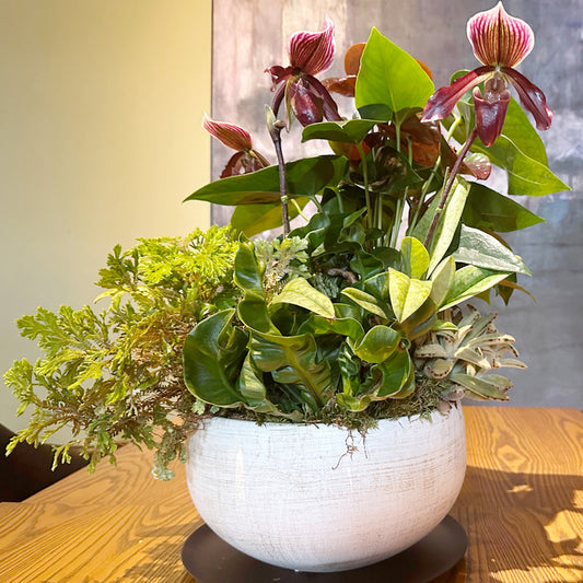 開店祝い、新築お祝いに！ブラック赤系アンスリウム、パフィオ蘭の寄せ植え　陶器鉢