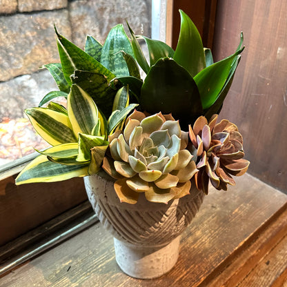母の日父の日インテリアグリーン！サンスベリアと多肉植物の寄せ植え