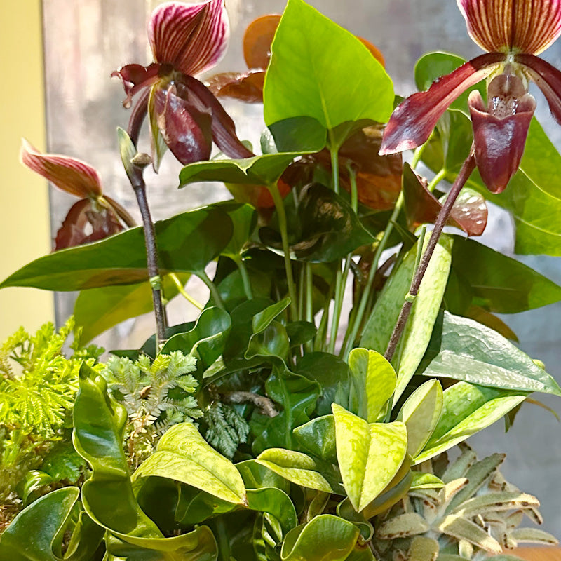 開店祝い、新築お祝いに！ブラック赤系アンスリウム、パフィオ蘭の寄せ植え　陶器鉢